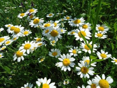 Fiore di Piretro del Kenia